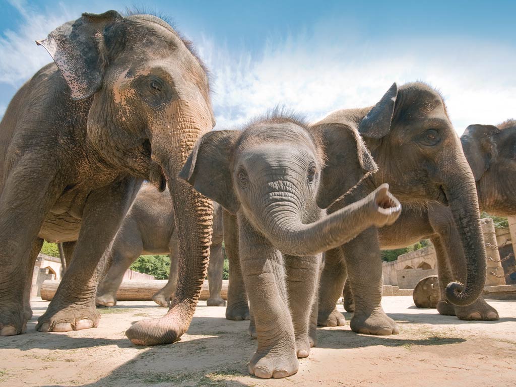 Was wiegt ein Ausgewachsener Elefant
