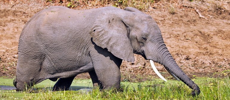 wiegt ausgewachsener elefant