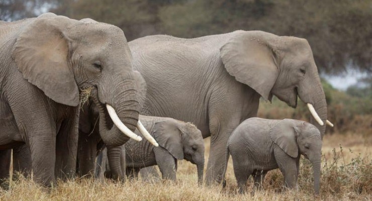 Wie viel wiegt ein Elefant