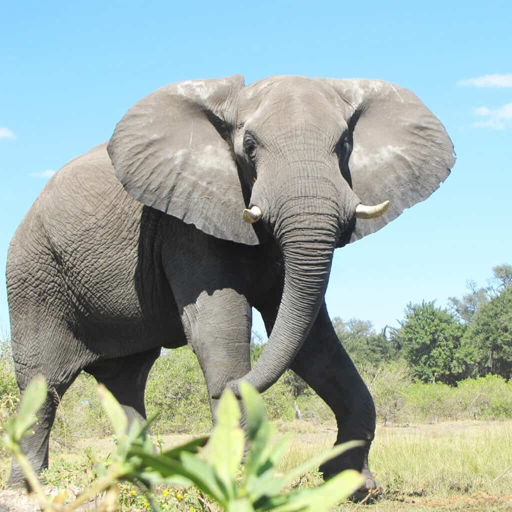 Was Wiegt Ein Elefant