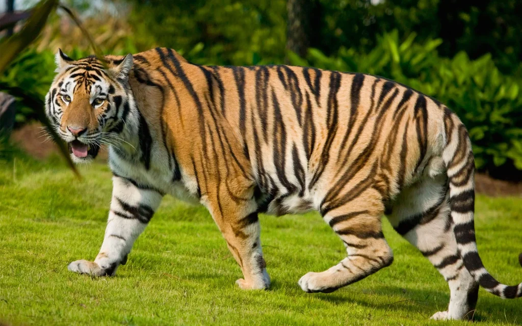 Wie viel wiegt ein Tiger