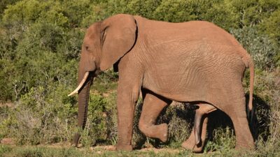 was wiegt ein ausgewachsener elefant